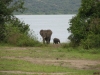 4_Elefant+Baby.jpg